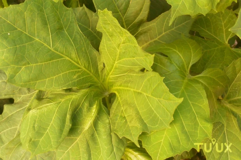 Detalle de planta de chaya en ambiente tropical