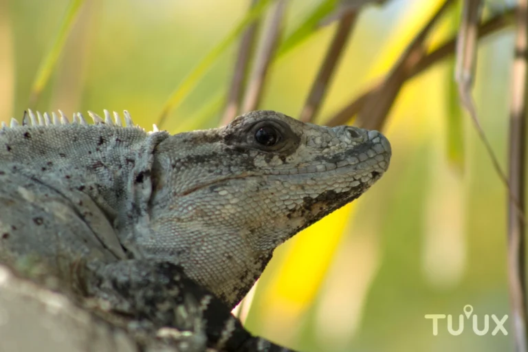 LA IGUANA RAYADA