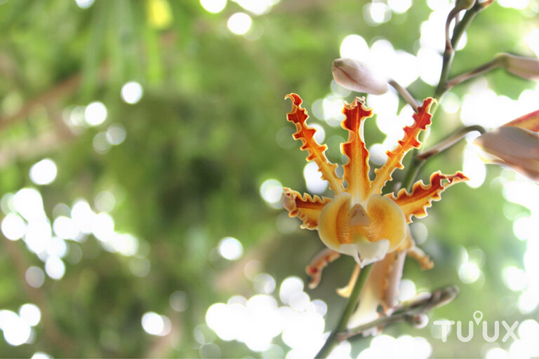 ORQUÍDEAS