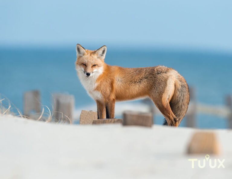 Zorro gris Urocyon cinereoargenteus en la región de Mahahual, Quintana Roo