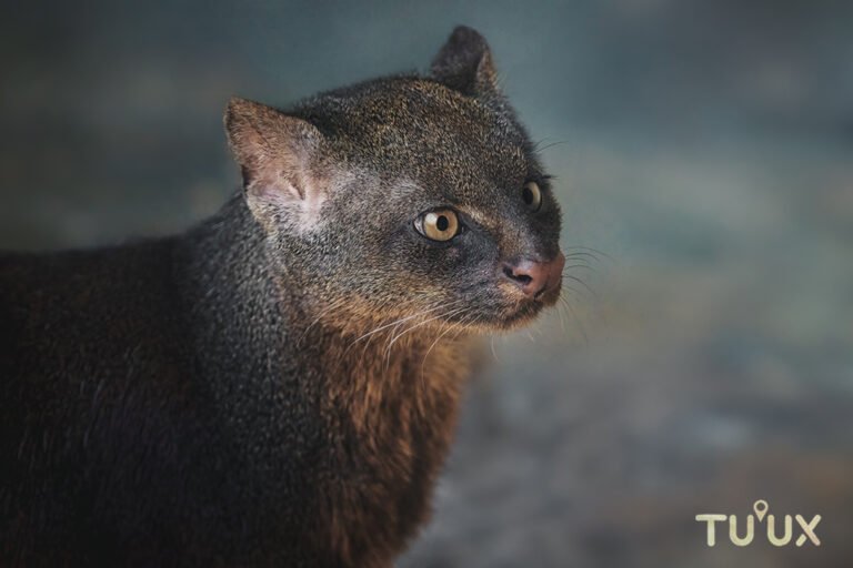 Jaguarundi Herpailurus yagouaroundi del archivo TuuxMahahual
