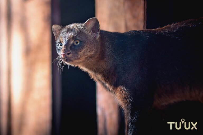 Jaguarundi mostrando su cuerpo alargado y cola larga