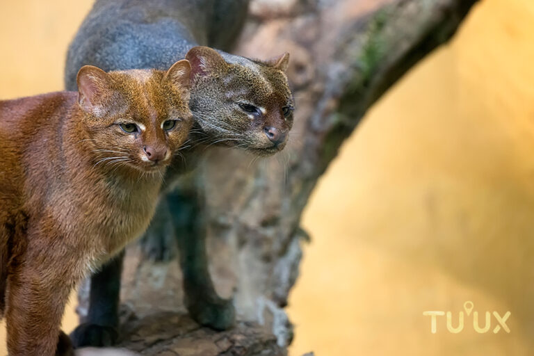 JAGUARUNDI