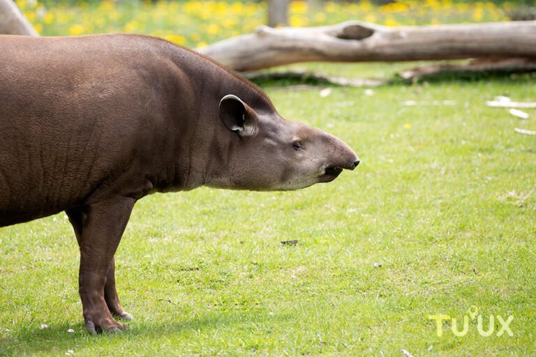 Tapir centroamericano del archivo visual TuuxMahahual