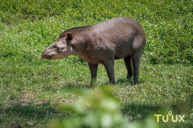 Tapir centroamericano en ambiente de vegetación tropical