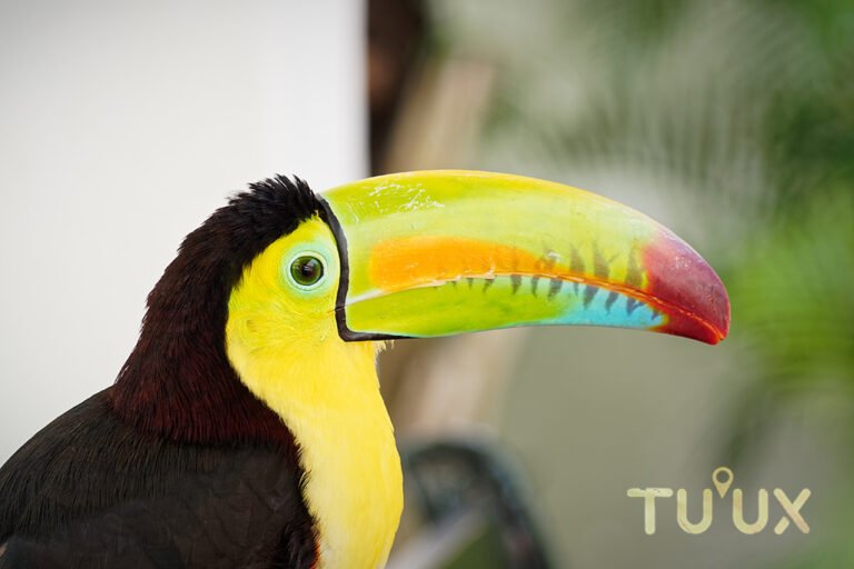 Tucán pico de canoa Ramphastos sulfuratus en la región tropical de Quintana Roo