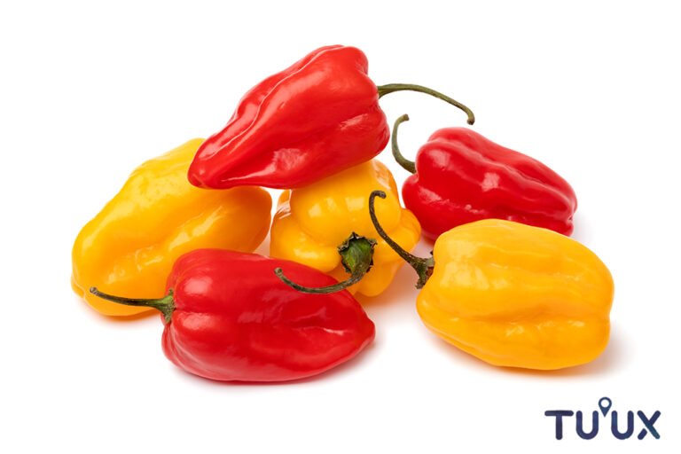 Chile habanero Capsicum chinense del archivo visual TuuxMahahual