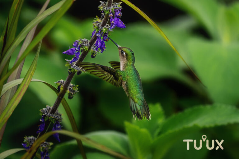 COLIBRÍ