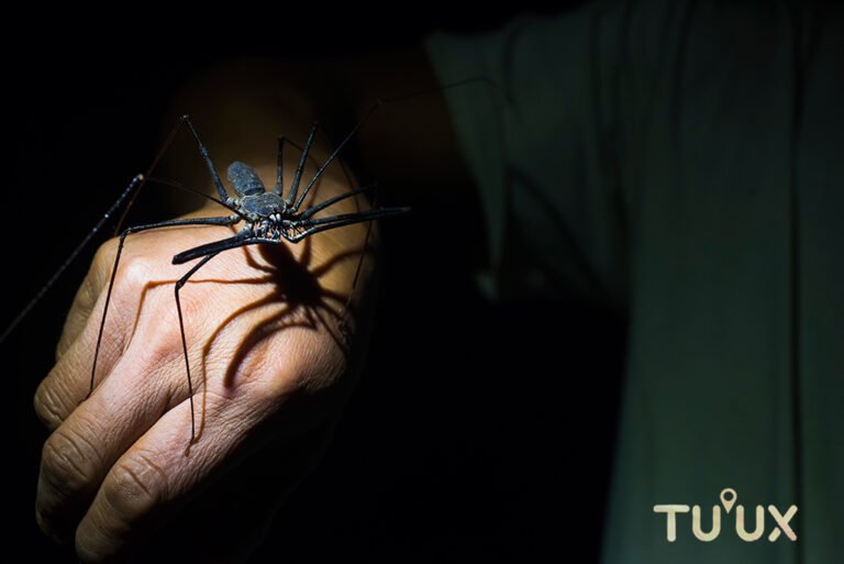 Amblipigio registrado por Tuux Mahahual