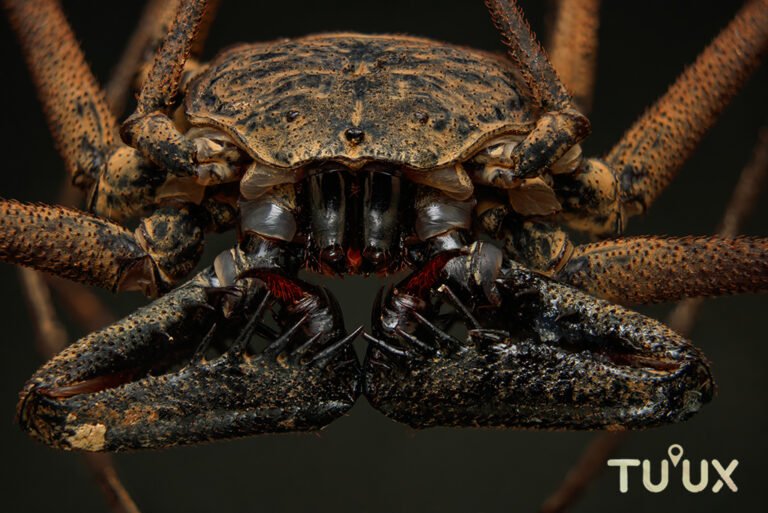 Amblypygi fotografiado para el archivo Tuux Mahahual