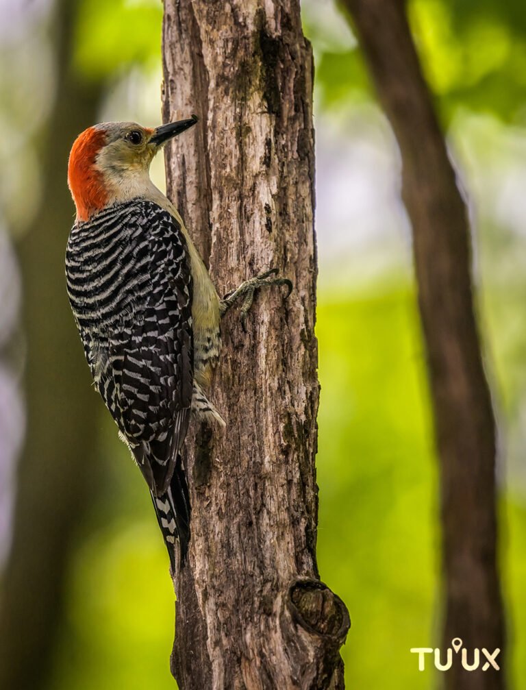 Carpintero del género Melanerpes fotografiado sobre un tronco