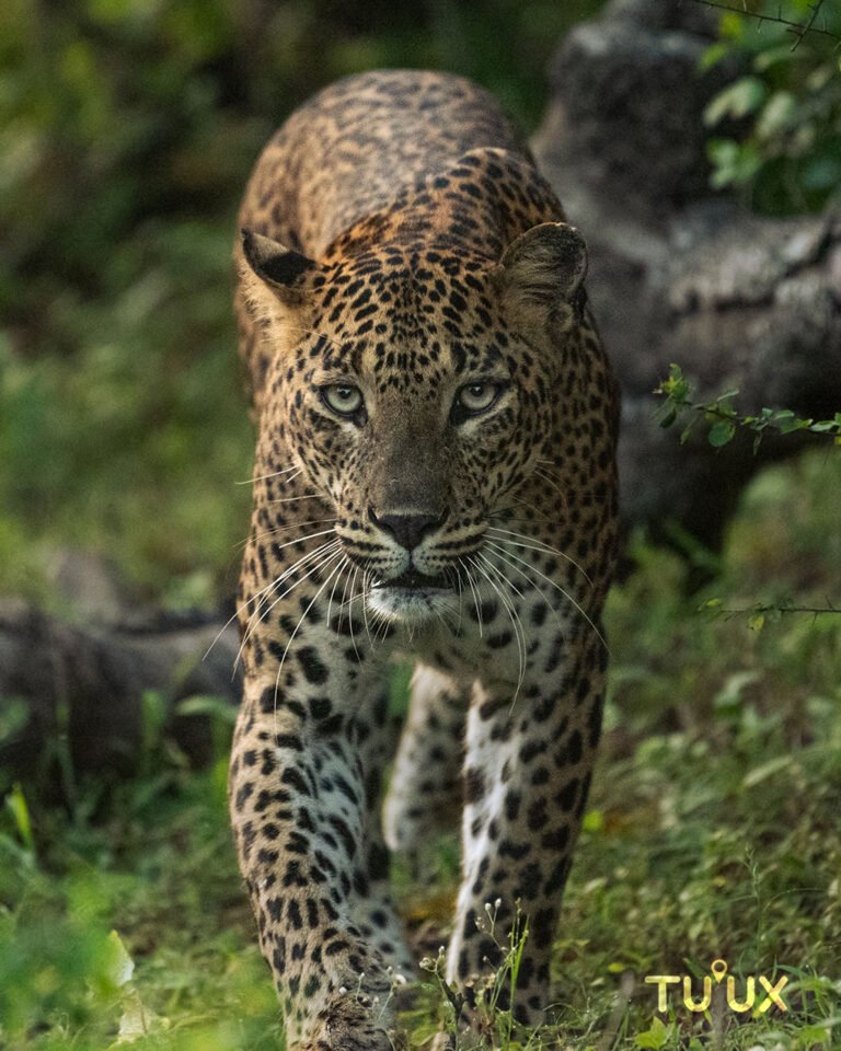 Jaguar Panthera onca mostrando patrón de rosetas