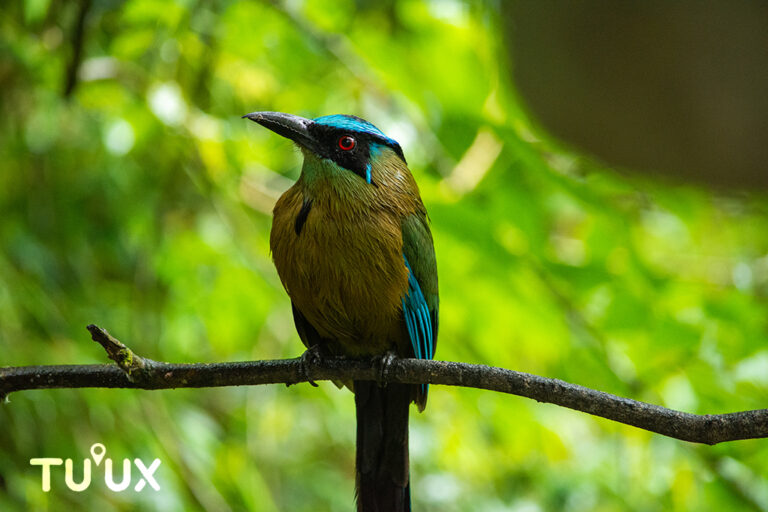 EL PÁJARO TOH