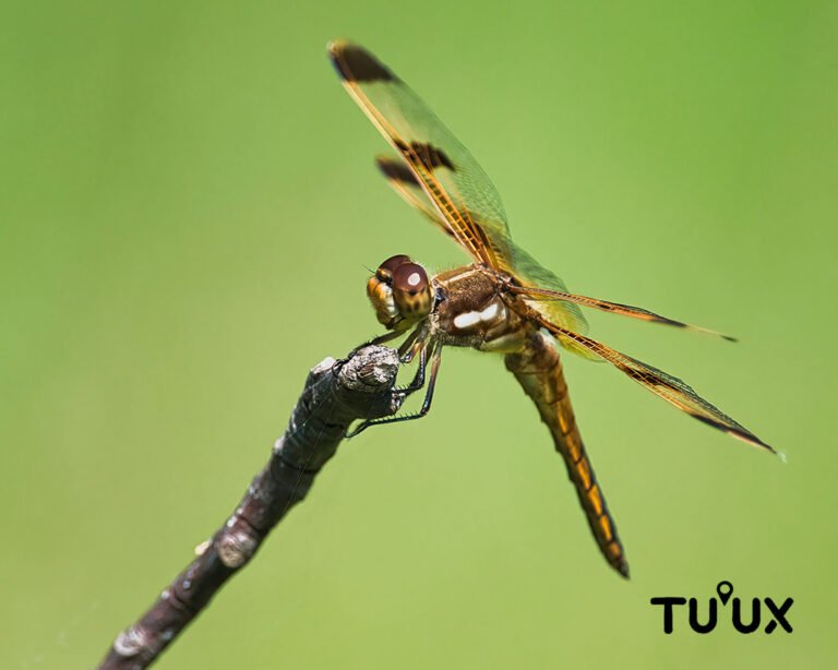 Libélula fotografiada en la región de Mahahual Quintana Roo