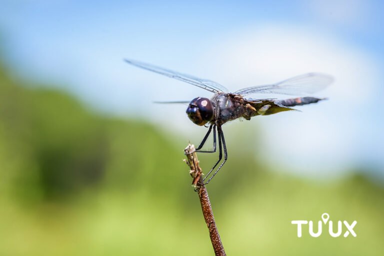 Libélula Odonata en vegetación tropical