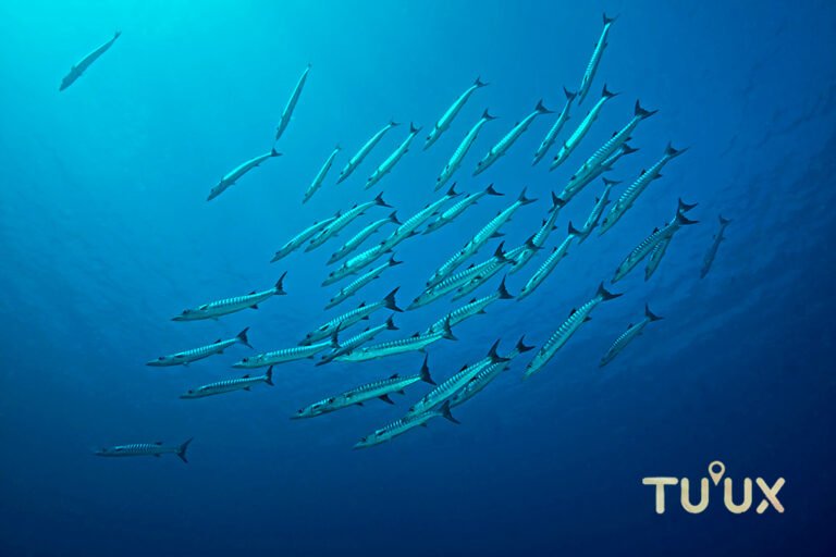Barracuda en aguas del Caribe mexicano