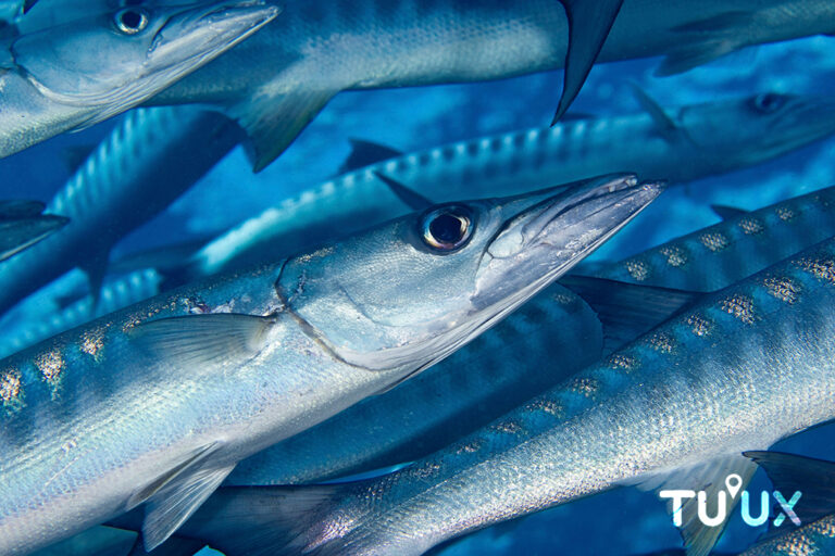 BARRACUDA