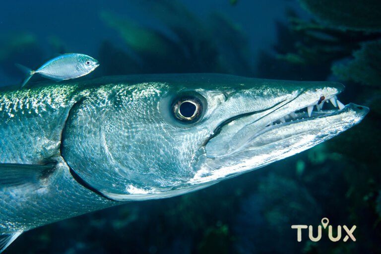 Barracuda nadando cerca del arrecife