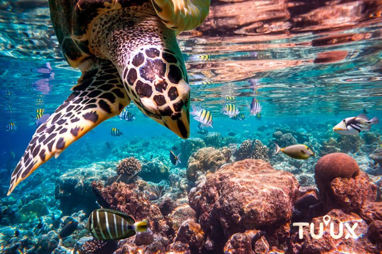 Tortuga carey Eretmochelys imbricata en aguas del Caribe mexicano