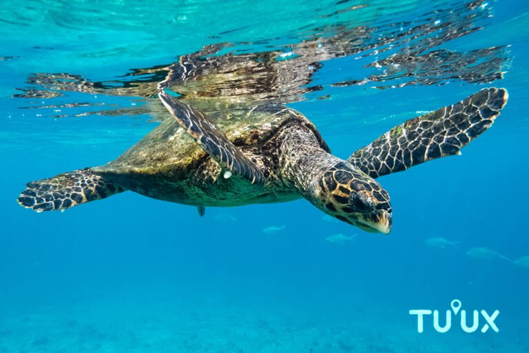 Tortuga carey nadando en un arrecife del Caribe mexicano