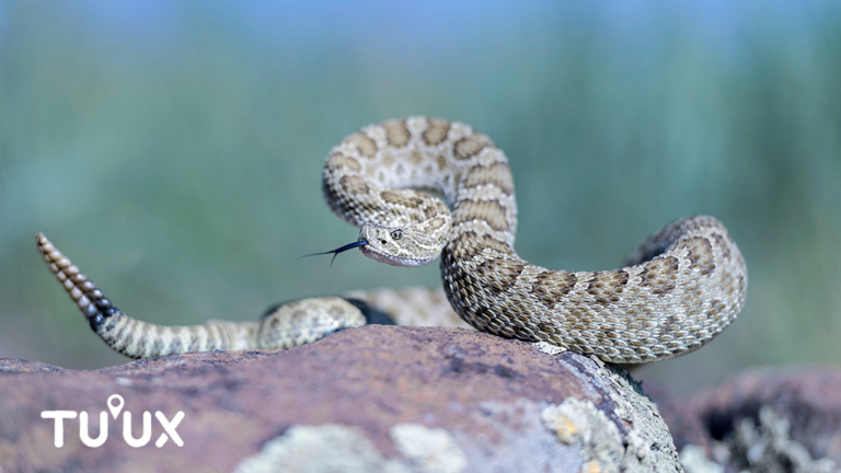 Serpiente de cascabel fotografiada en entorno natural
