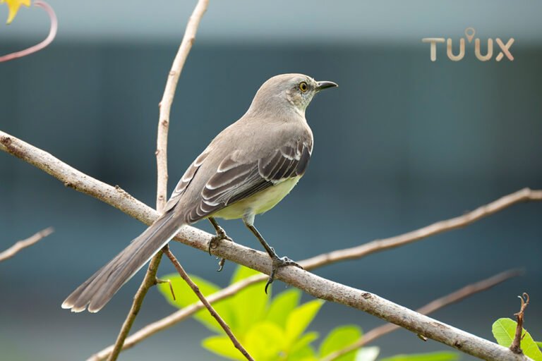 Cenzontle tropical Mimus gilvus en Mahahual Quintana Roo