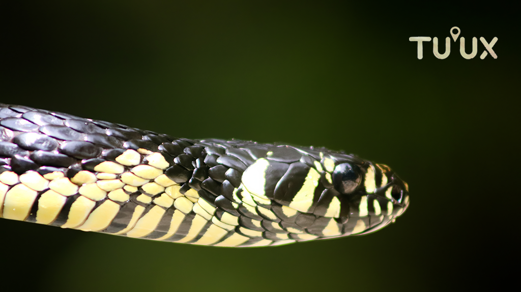 Coniophanes imperialis (culebra imperial) en Mahahual - Imagen 2