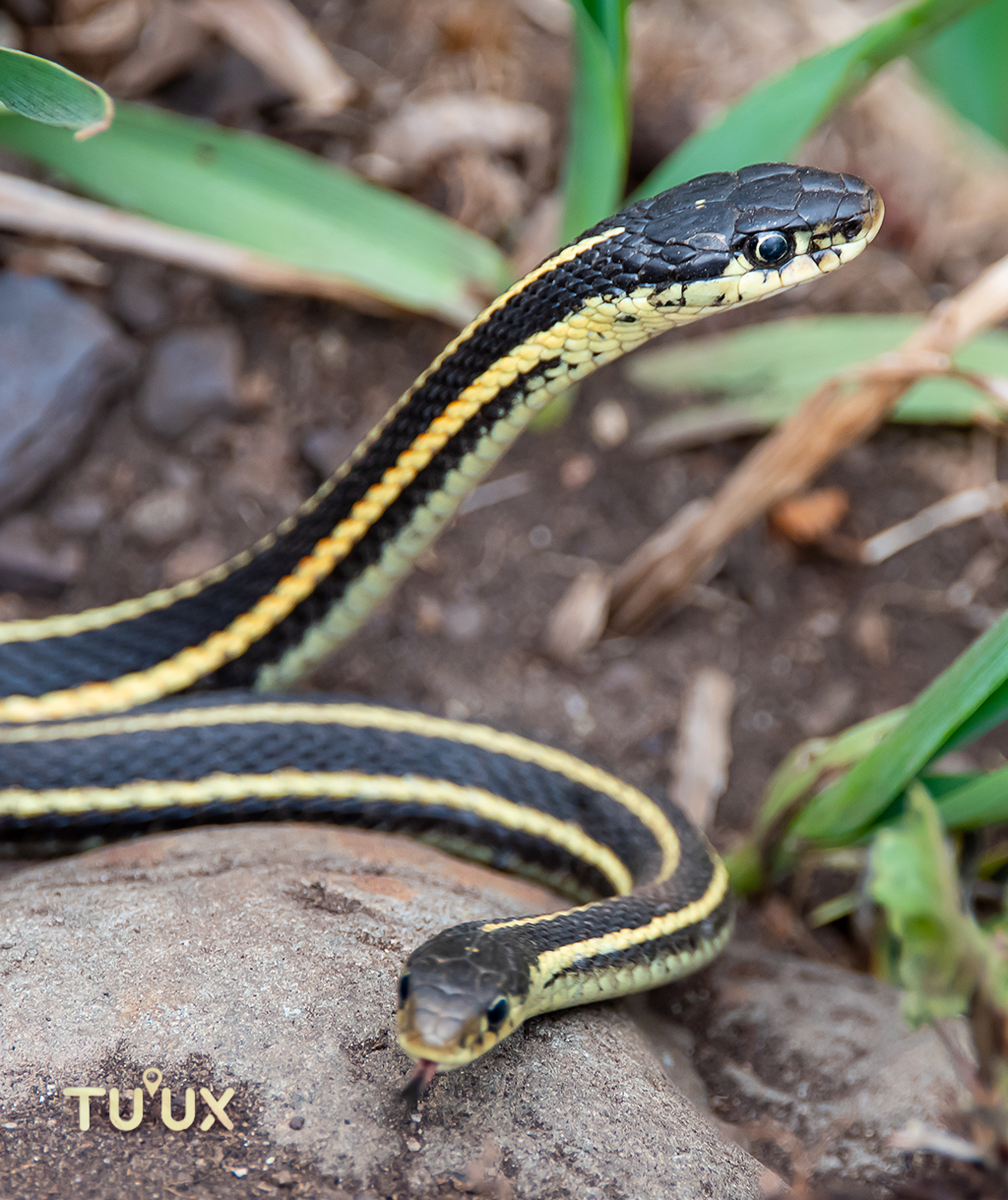 Coniophanes imperialis (culebra imperial) en Mahahual - Imagen 1