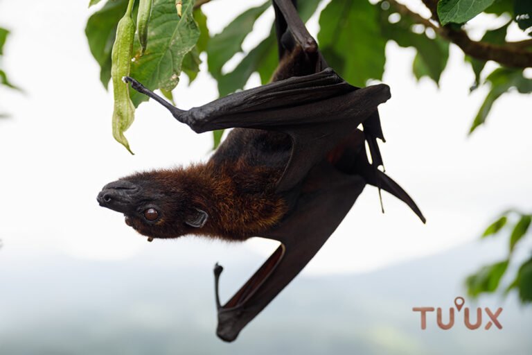 Murciélago frugívoro representativo de la diversidad de murciélagos de la Península de Yucatán