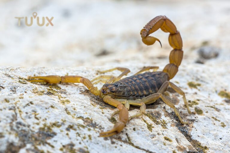 Escorpión mostrando sus pinzas y aguijón