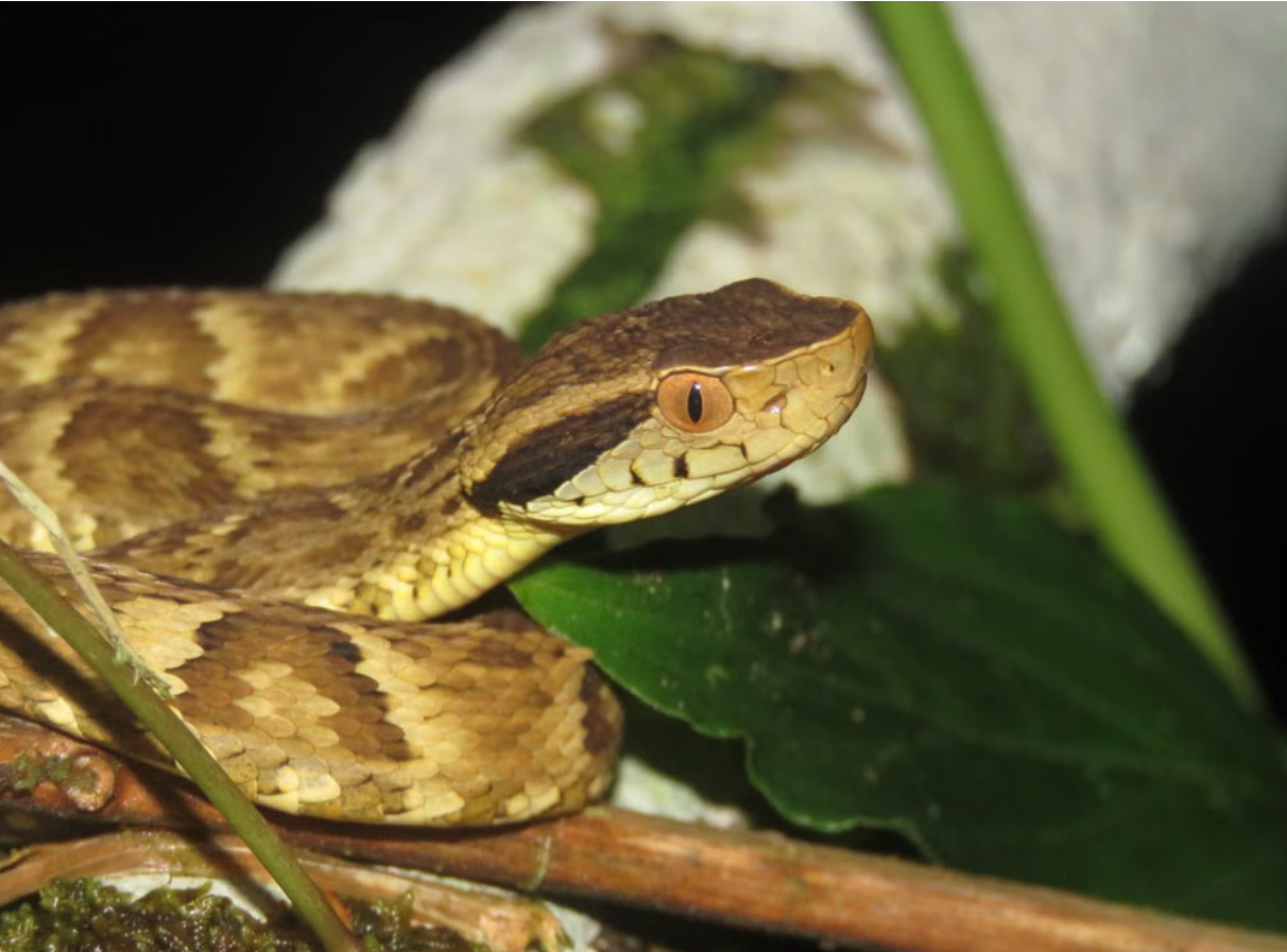 Serpiente cuatro narices o nauyaca Bothrops asper