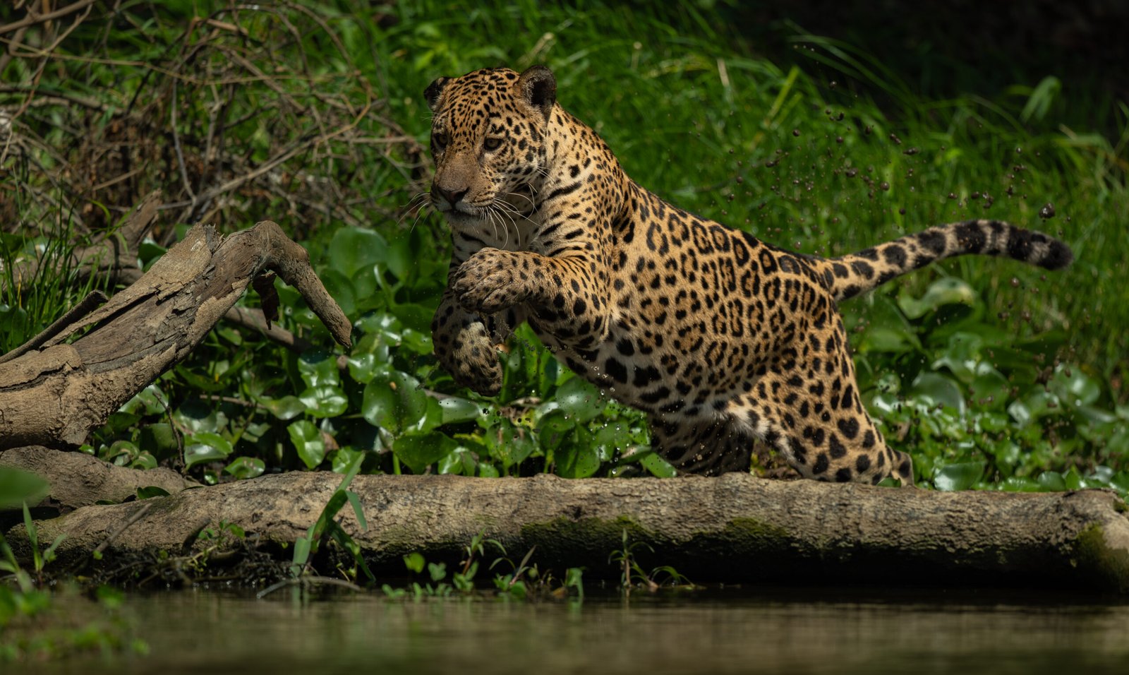 Jaguar desplazándose en actitud de acecho