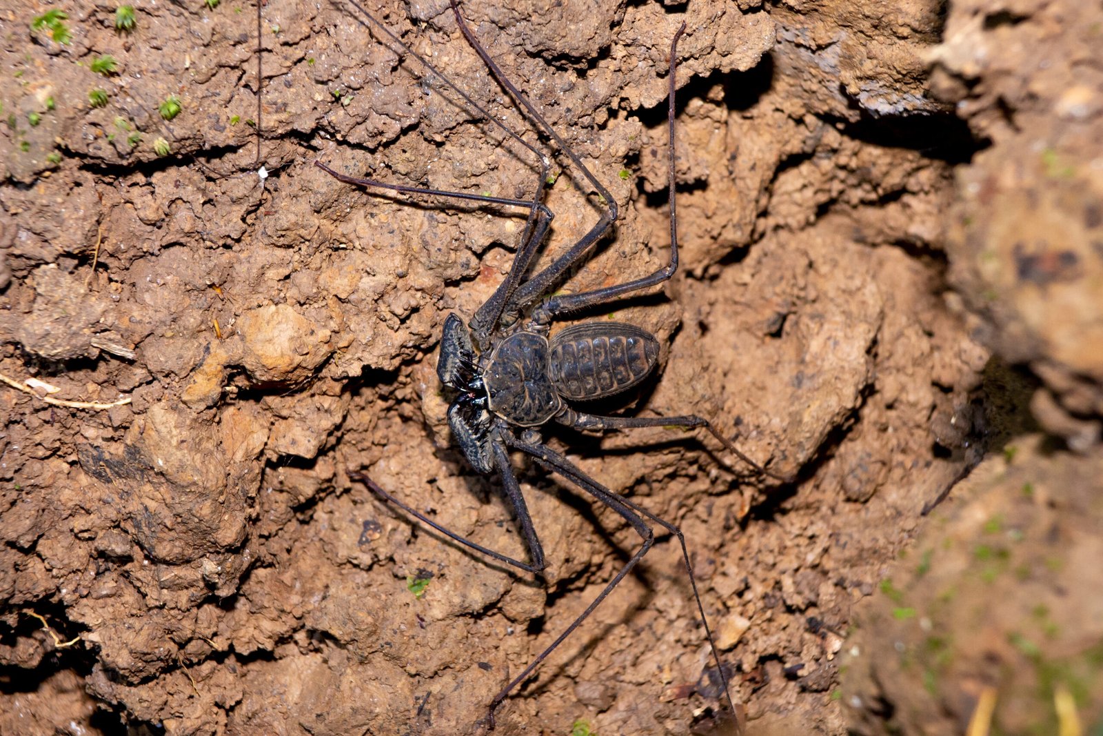 Amblipigio sobre una superficie rocosa oscura