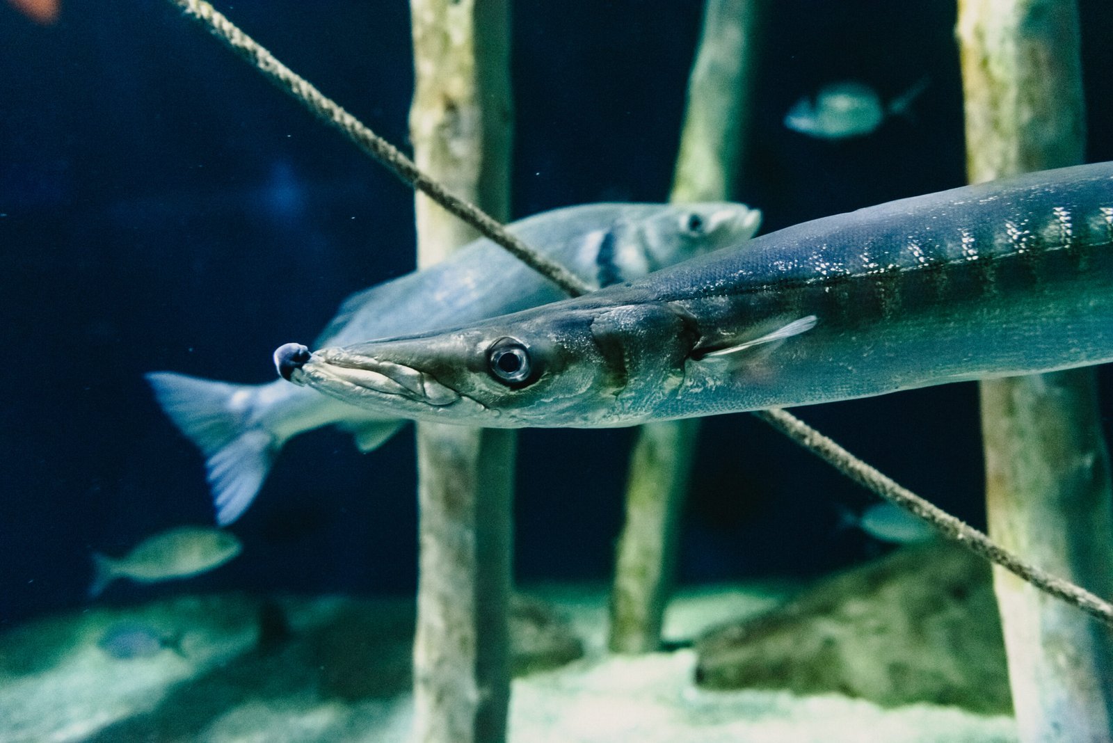 Barracuda junto a peces pequeños y estructuras submarinas