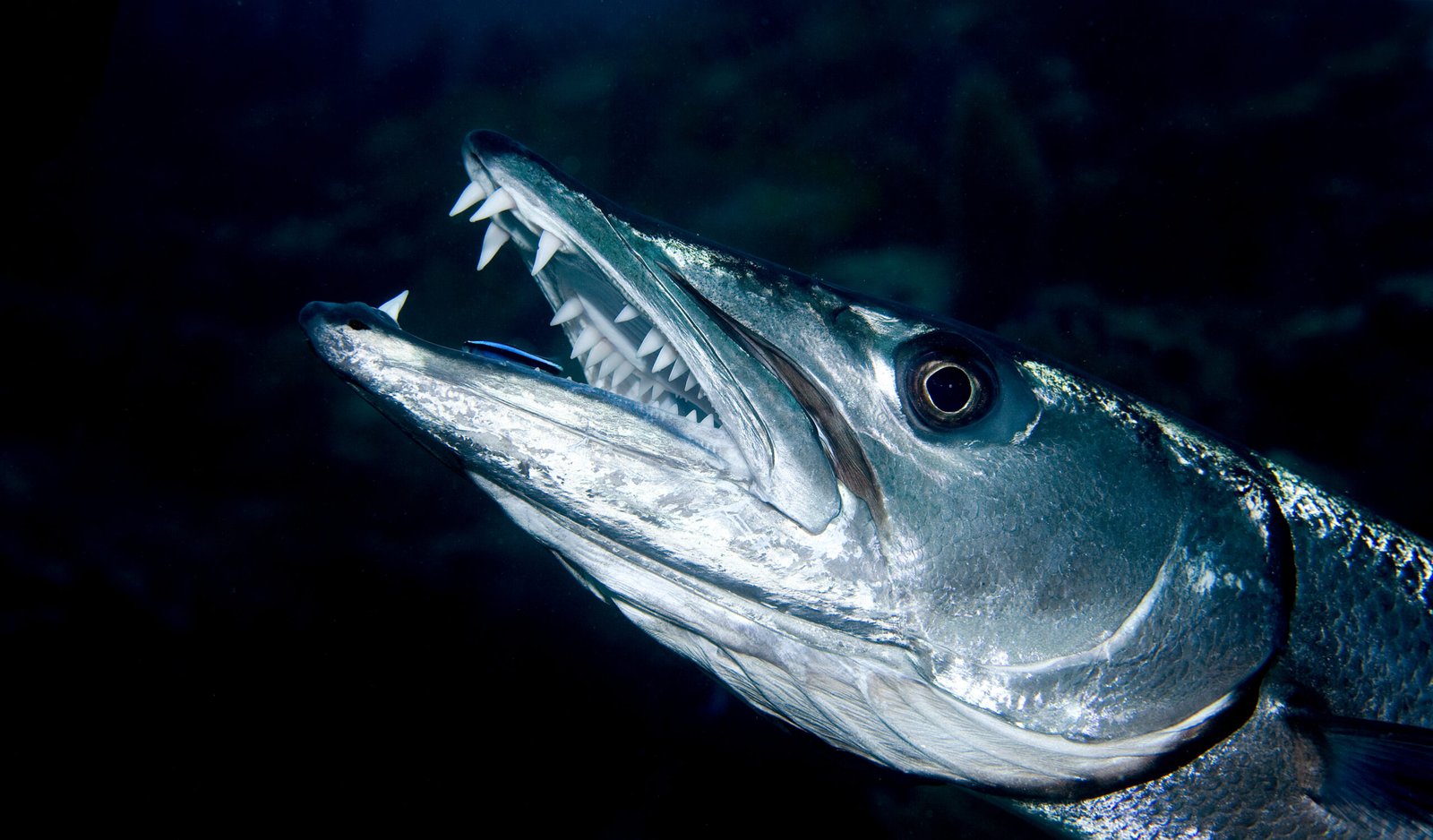 Primer plano de una barracuda mostrando sus dientes