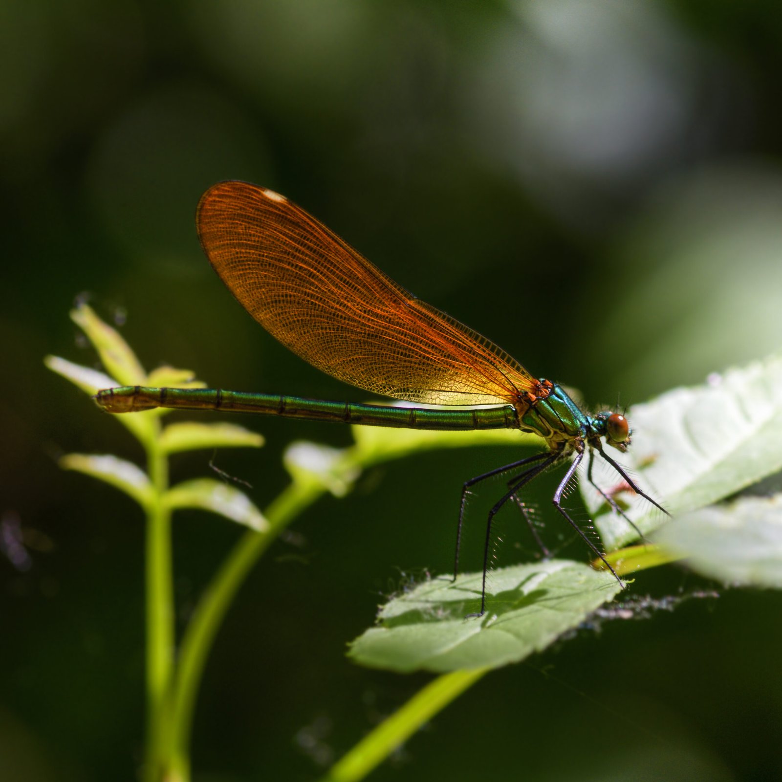 Libélula descansando sobre una hoja verde
