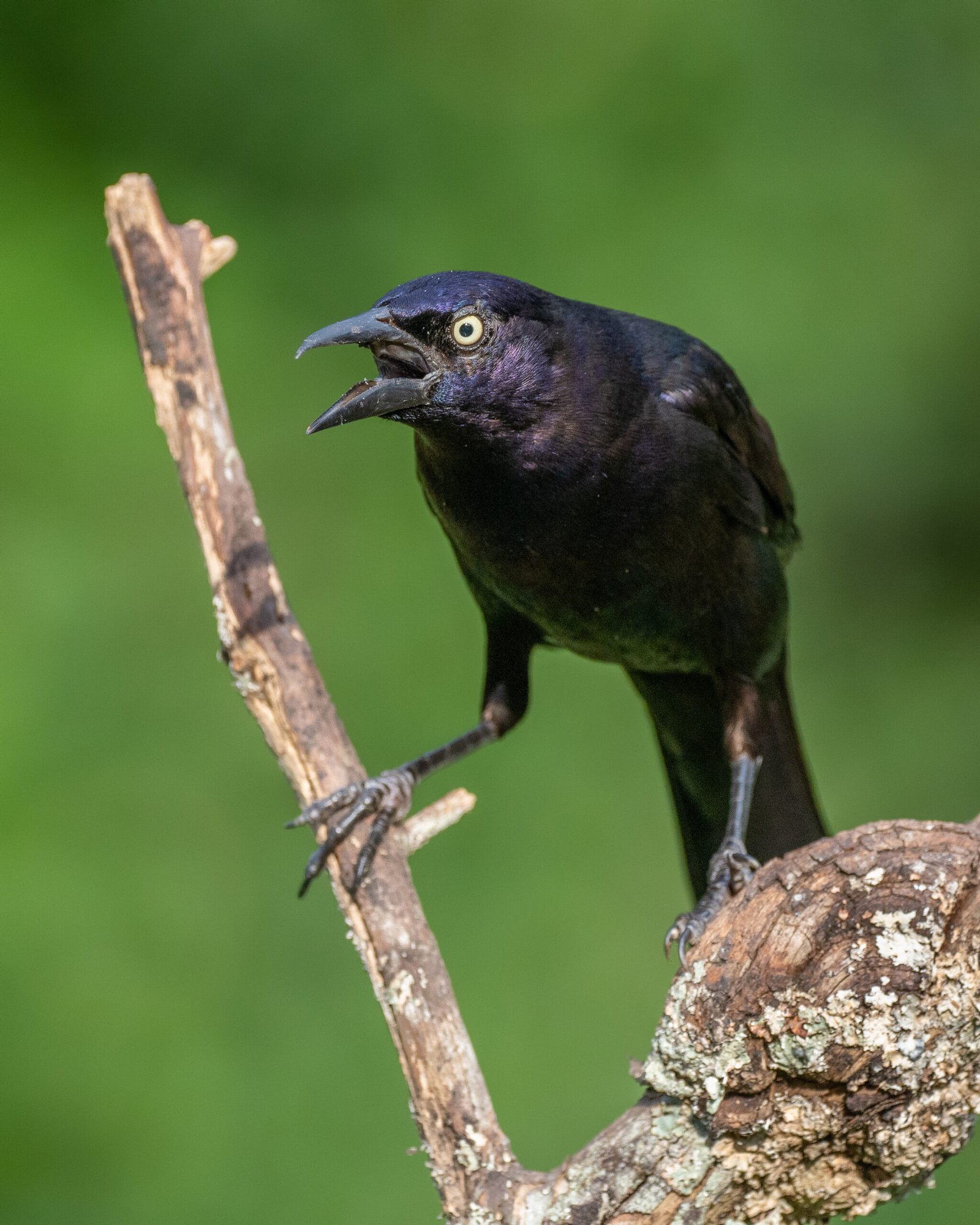 Zanate mexicano Quiscalus mexicanus vocalizando sobre una rama