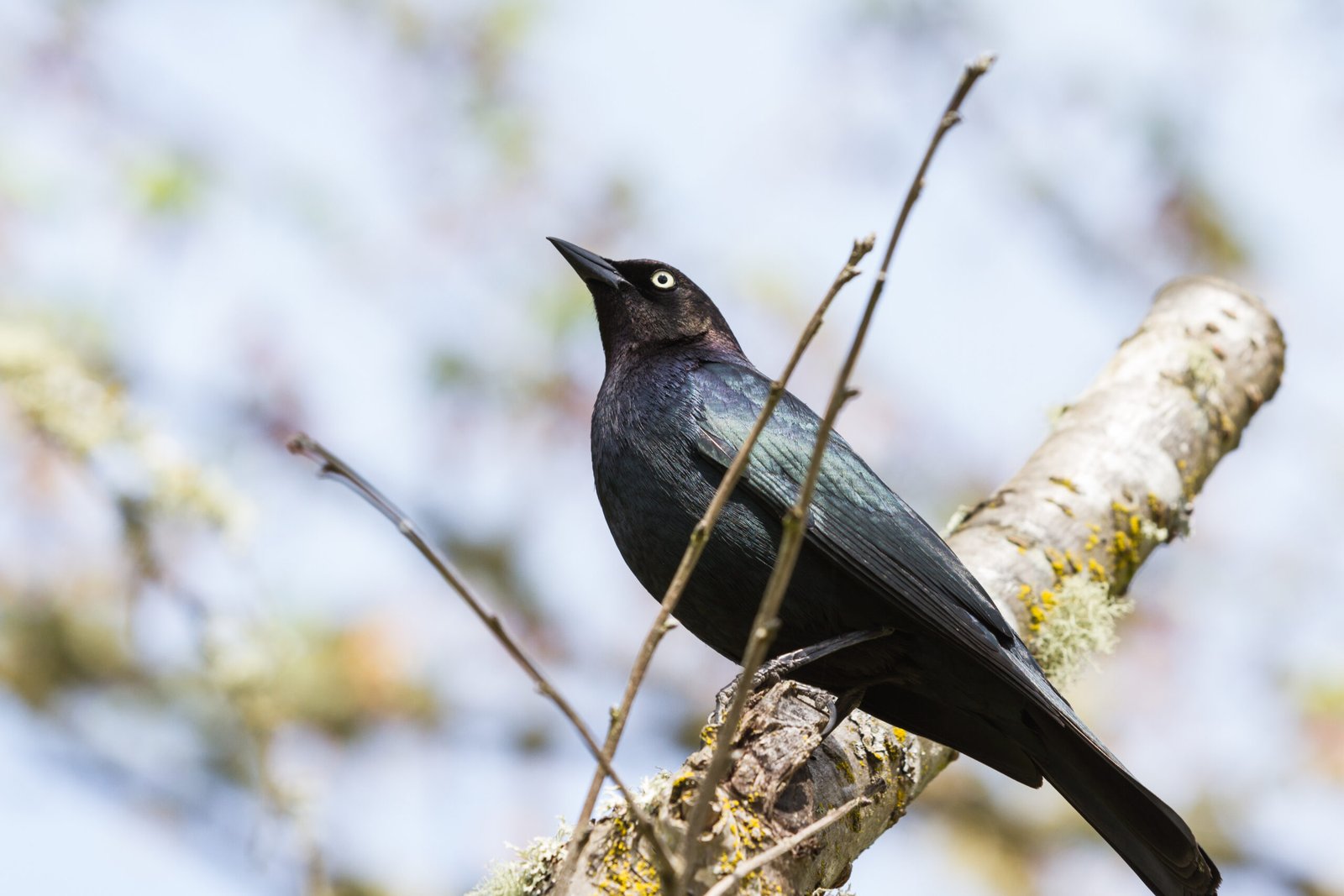 Zanate mexicano de plumaje negro posado sobre una rama