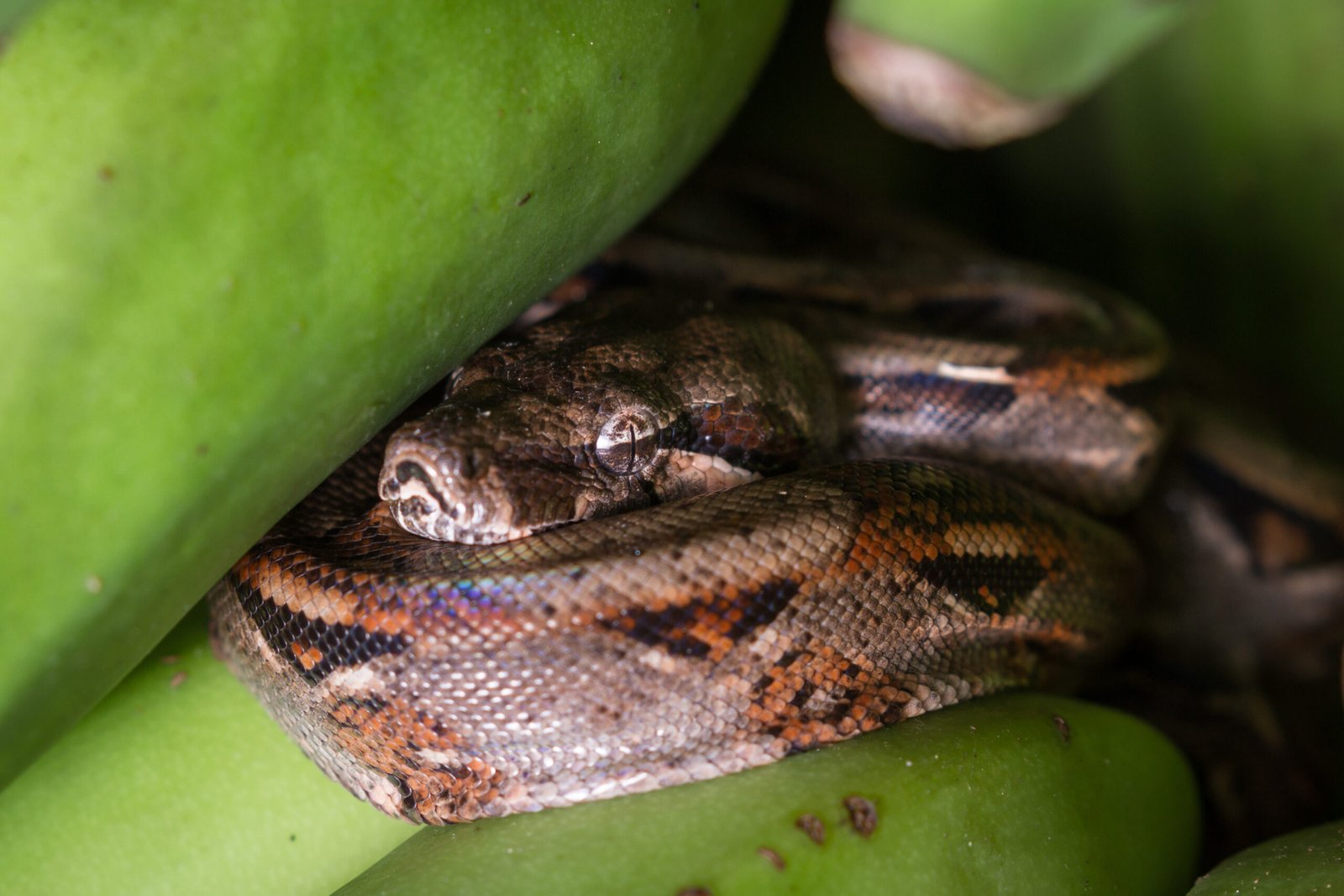 Boa descansando entre vegetación tropical