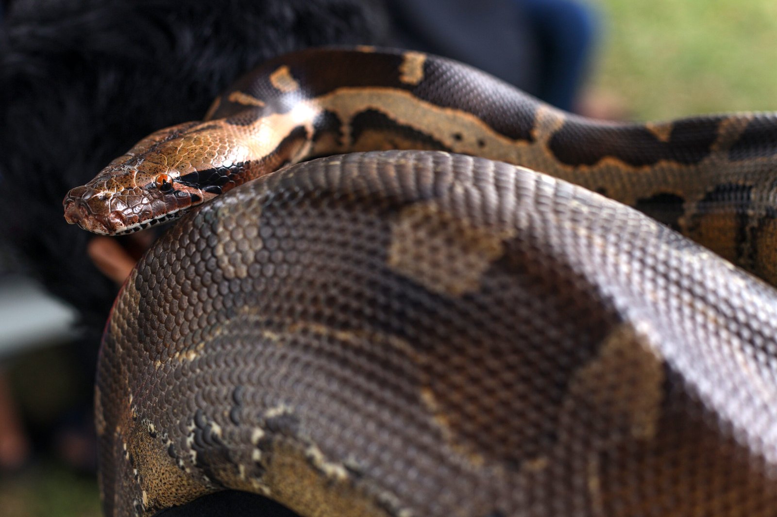 Serpiente con patrón dorsal fotografiada al aire libre