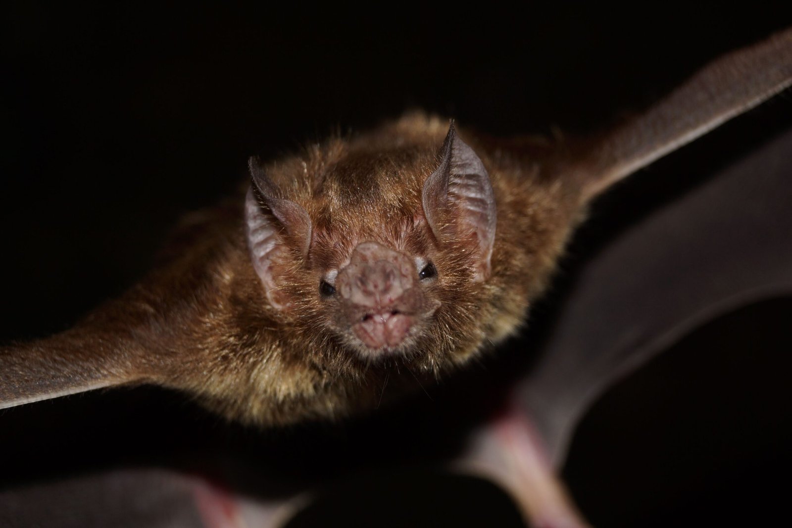 Primer plano de un murciélago marrón durante la noche