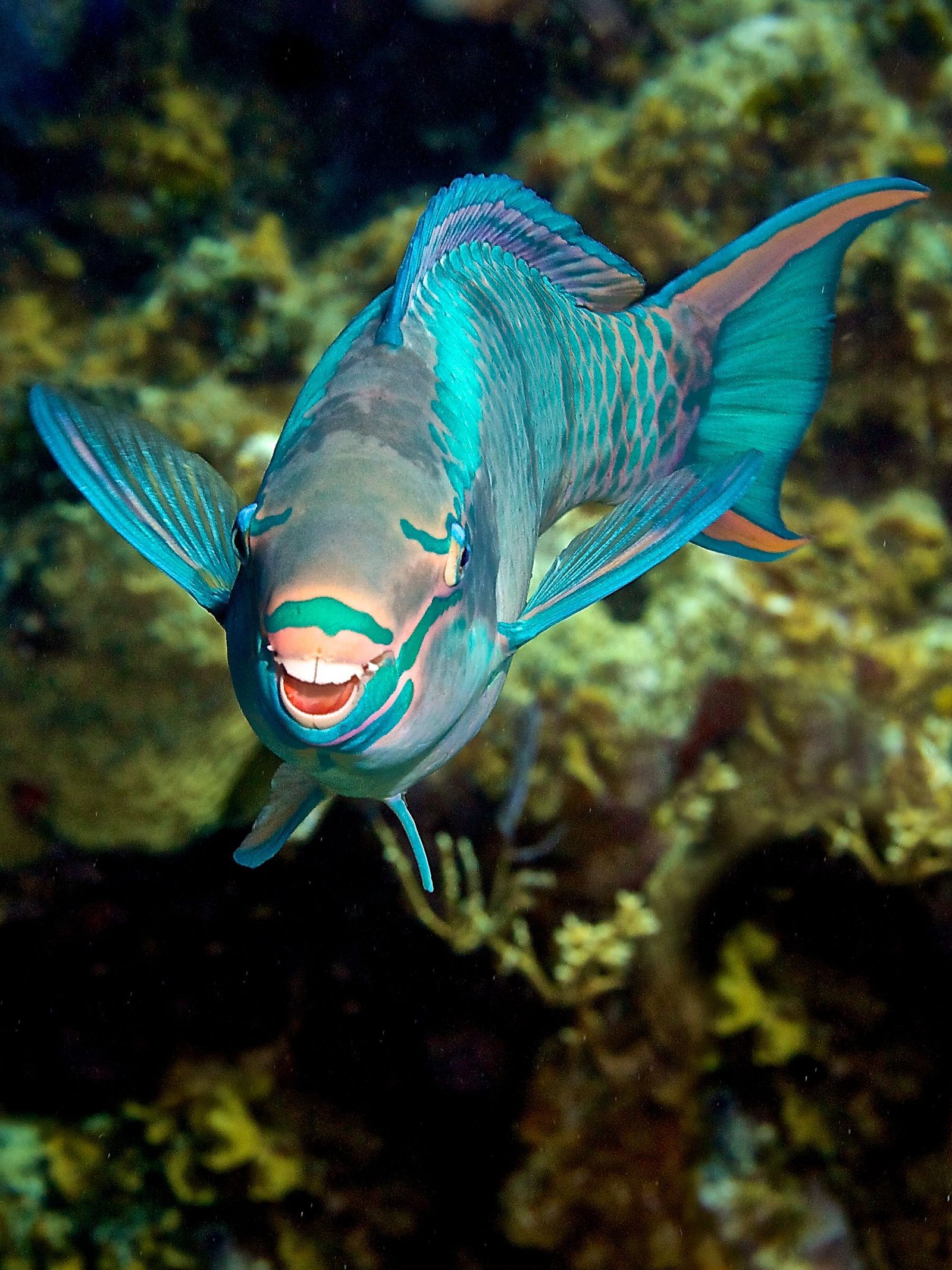 Colorful parrotfish swimming near a tropical coral reef
