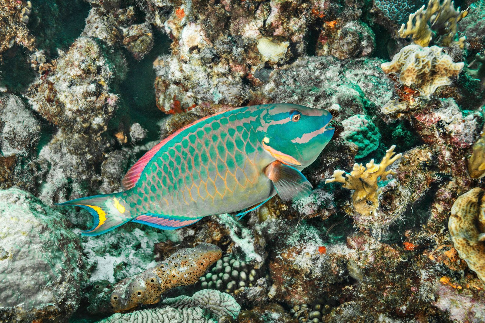Colorful parrotfish swimming over a Caribbean coral reef