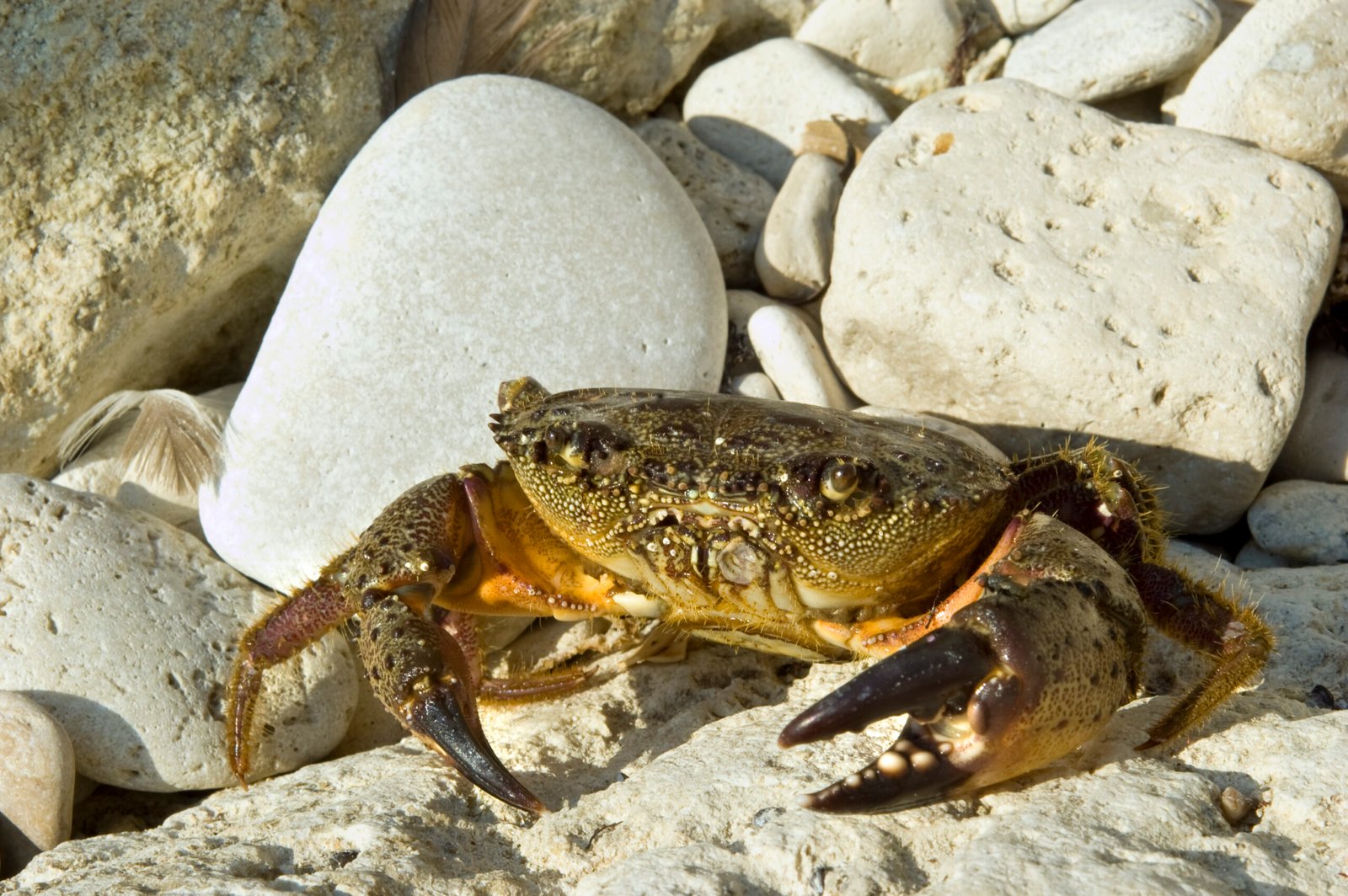 Cangrejo entre rocas y piedras de la costa