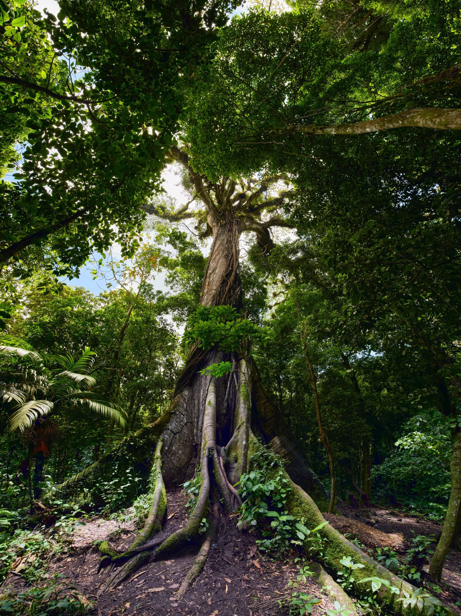 Gran árbol ceiba elevándose sobre un paisaje de selva