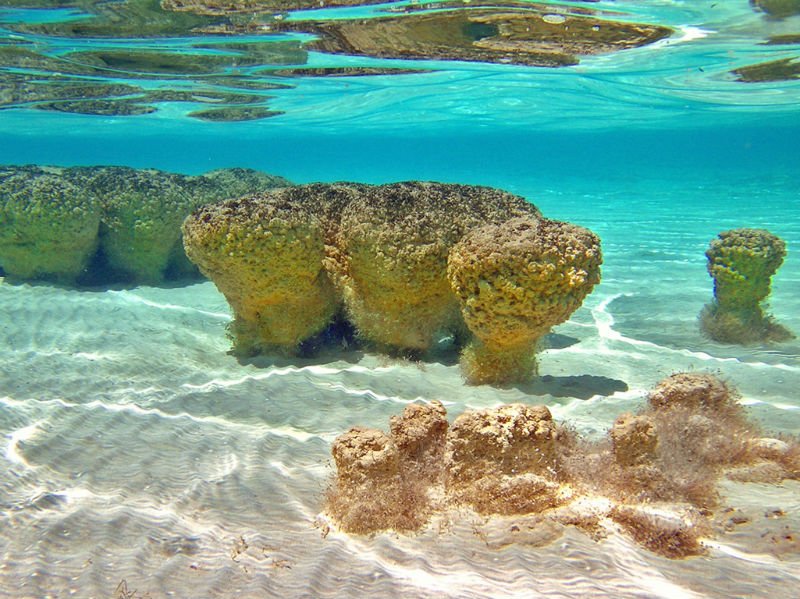 Stromatolites and microbialites in Bacalar Lagoon, Quintana Roo