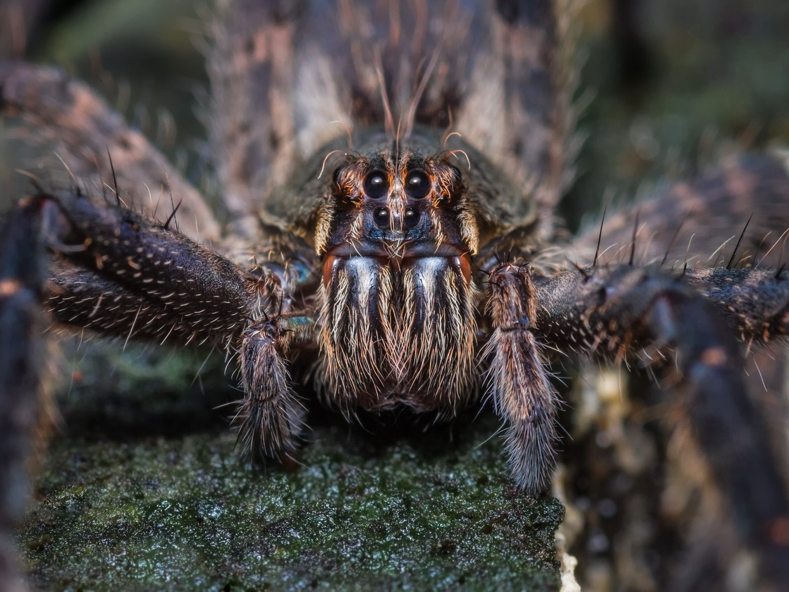 Araña grande utilizada como comparación visual entre arañas lobo y tarántulas