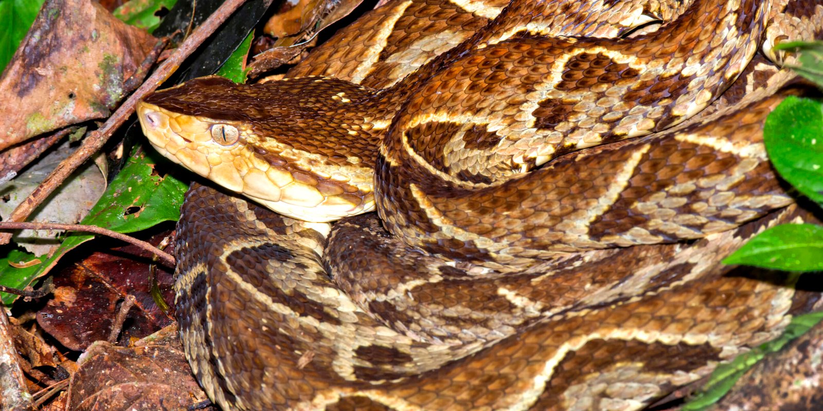 Nauyaca o serpiente cuatro narices Bothrops asper en hábitat tropical