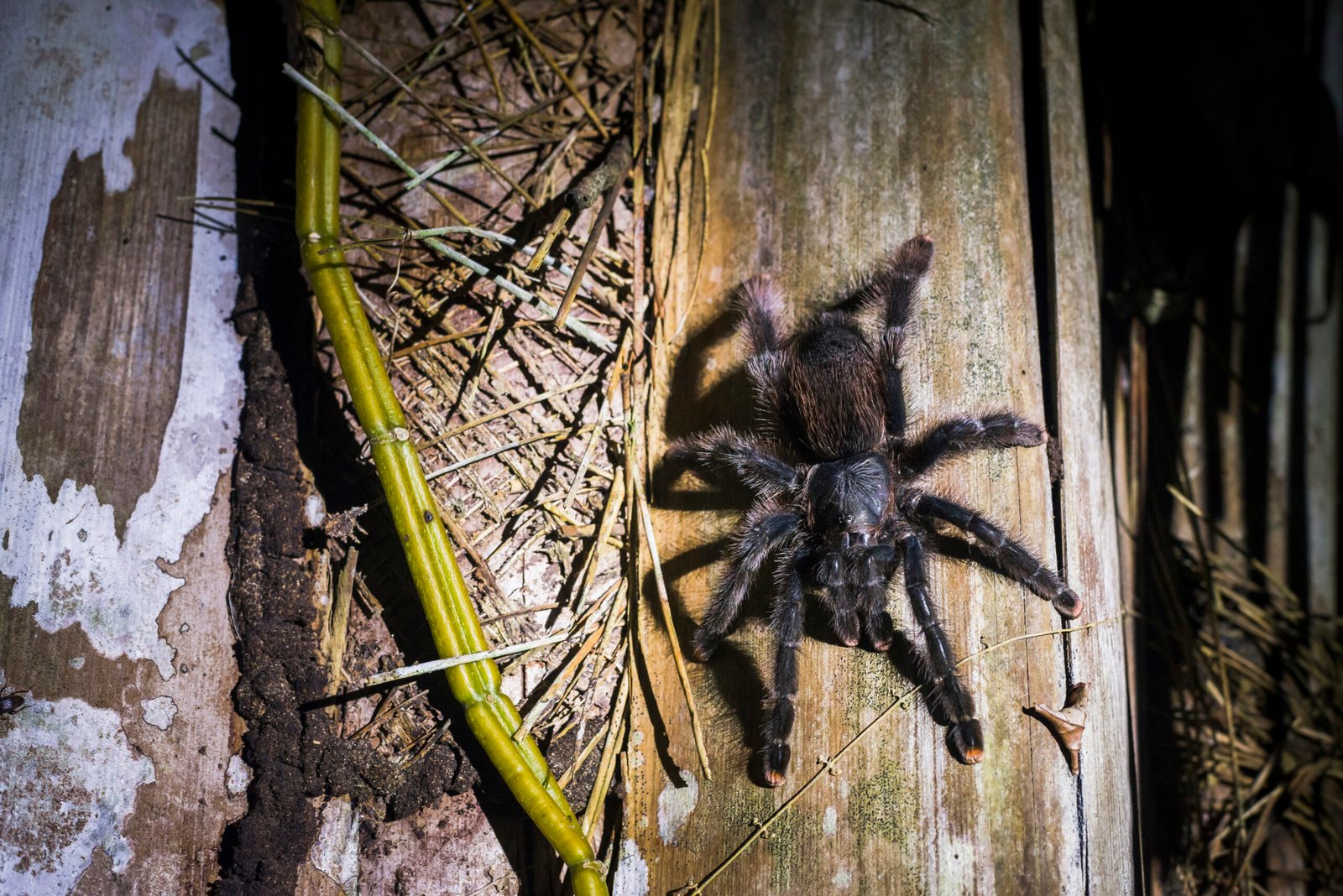 Araña grande y peluda sobre madera en ambiente de selva, imagen ilustrativa