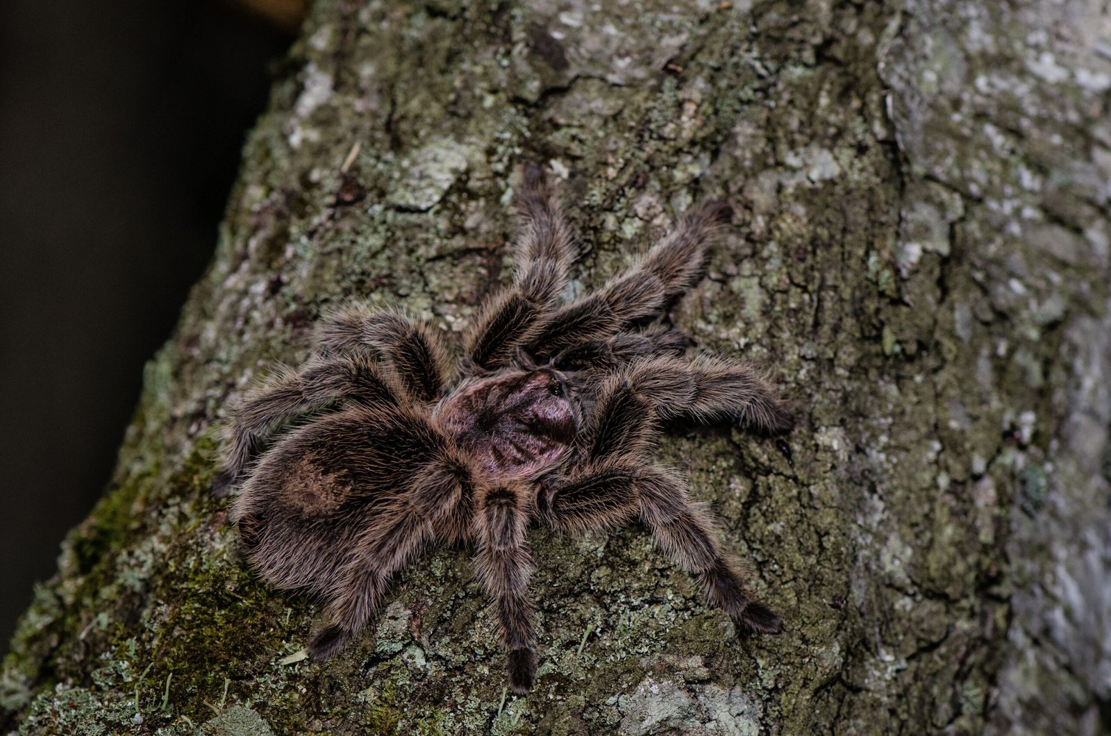 Tarántula peluda desplazándose sobre corteza de árbol, imagen ilustrativa